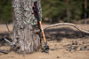 RANGER POLE палки треккинговые (коричневый)
