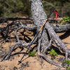 RANGER POLE палки треккинговые (коричневый)