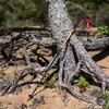 RANGER POLE палки треккинговые (коричневый)