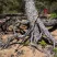 Talberg ranger pole палки треккинговые (коричневый)